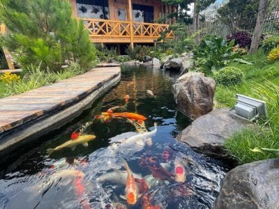 QUEEN 6 HOME ĐÀ LẠT (V221)